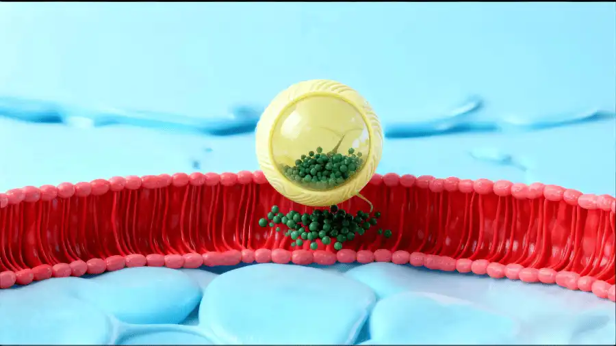 Understanding Liposomal Milk Thistle and Its Impact on Liver Health Understanding Liposomal Milk Thistle and Its Impact on Liver Health