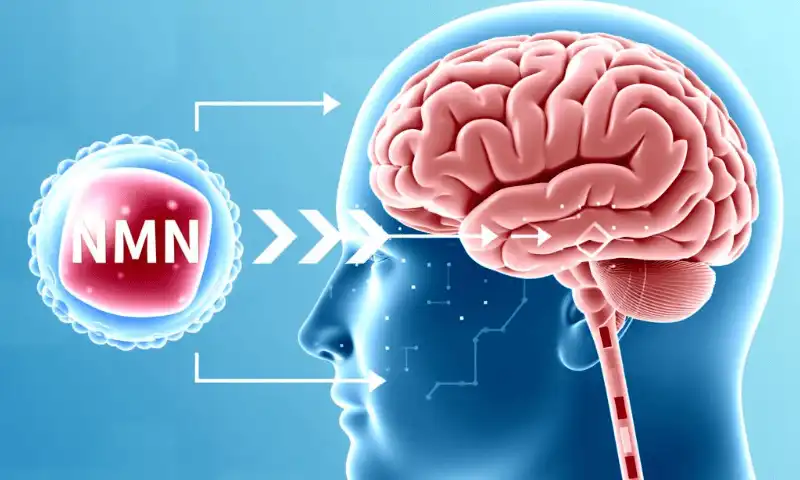 Enhancing NMN Delivery to the Brain
