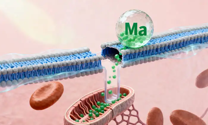 liposomal magnesium powder