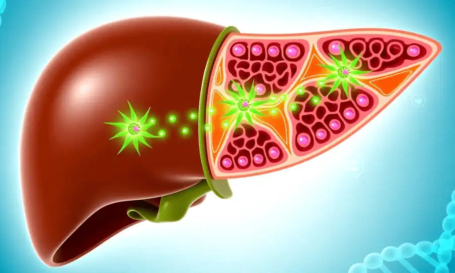 The Liver-Protective Properties of Milk Thistle The Liver-Protective Properties of Milk Thistle
