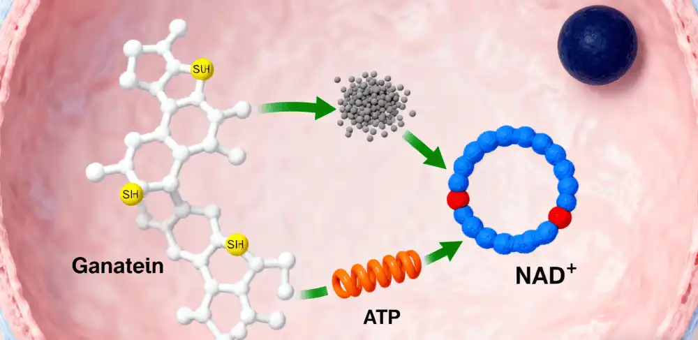 The Synergy Between Glutathione and NAD+