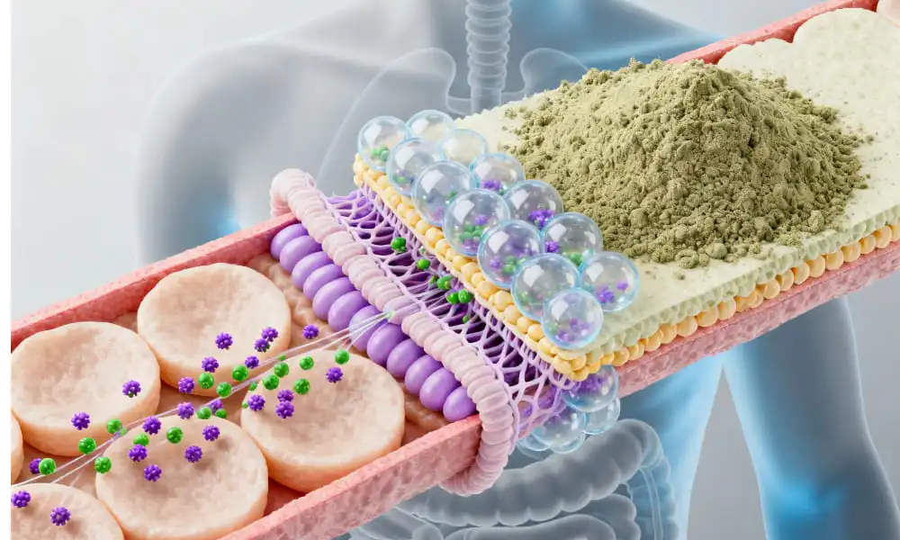 Benefits of Liposomal Echinacea Purpurea Powder Benefits of Liposomal Echinacea Purpurea Powder