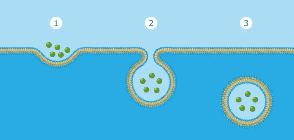 endocytosis endocytosis